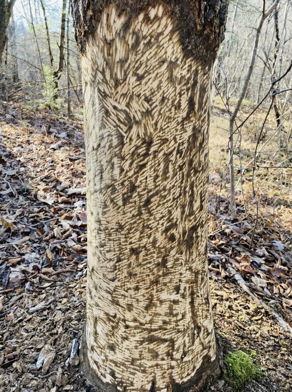 porcupine marks on trees